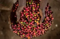 巴拿马巴鲁火山丘比特含30%瑰夏豆精品咖啡豆的手冲参数建议