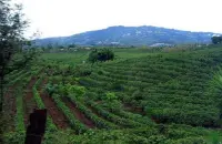 哥斯达黎加黄蜜叶尔莎罗卡杜拉精品咖啡豆的手冲参数建议