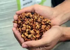 哥斯达黎加黄蜜叶尔莎罗卡杜拉精品咖啡豆的故事典故