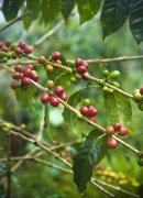 埃塞俄比亚水洗西达摩G1蜜语进口微批次精品咖啡豆的故事典故