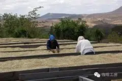 尼加拉瓜暴风庄园日晒象豆种精品咖啡豆故事特点