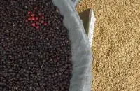巴拿马波魁特摩根庄园日晒瑰夏精品咖啡豆的故事典故