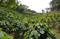 肯尼亚冽里产区TOP珍珠圆豆PB精品咖啡豆等级特点风味及分类