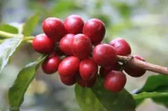 哥伦比亚考卡省卓越杯水洗精品咖啡豆价格、风味描述及特点
