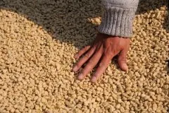 萨尔瓦多圣塔瑞塔庄园黄波旁水洗咖啡豆差别、区分及获奖情况