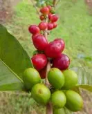 非洲肯尼亚PB级咖啡豆介绍 肯尼亚咖啡等级划分制度