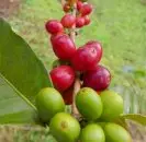 危地马拉拉蒂莎咖啡口感风味 危地马拉拉蒂莎庄园特点