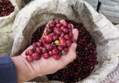 巴拿马火石庄园风味描述 巴拿马咖啡哪个牌子好