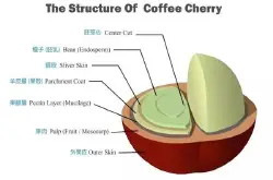 干货 | 解密咖啡豆到咖啡饮料的蜕变历程