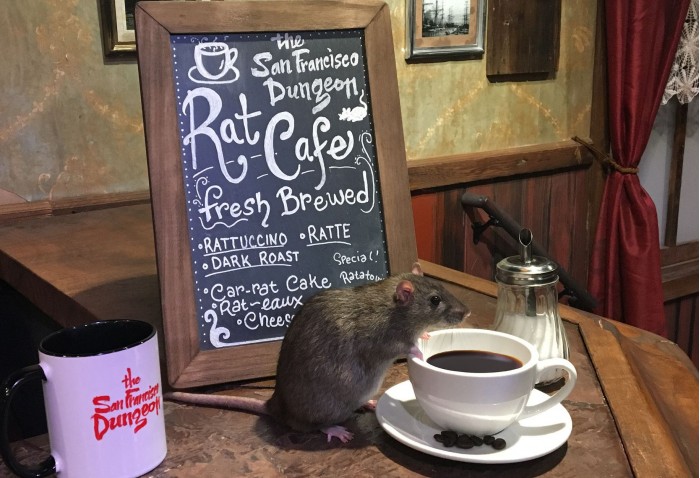 旧金山地牢公园将迎来首家老鼠主题咖啡馆 不是米奇哦～