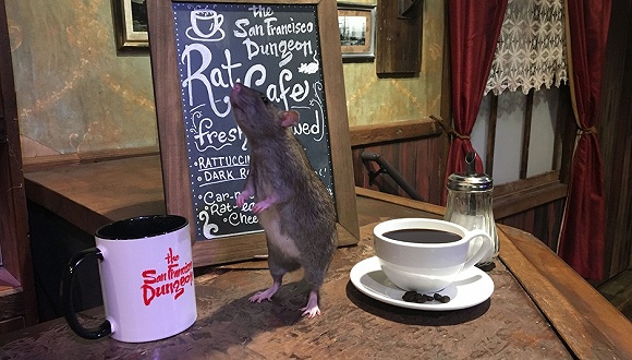 这家咖啡馆吸引顾客的方式 是放出一堆老鼠
