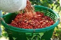 巴拿马翡翠庄园的传奇历史以及名品豆的特色和风味