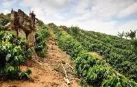 缅甸计划完成20万英亩的咖啡种植面积