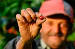 巴拿马哈特曼庄园咖啡豆单品豆酒处理法介绍风味描述种植产区