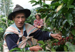 哥斯达黎加咖啡豆单品豆产区信息介绍风味描述圣罗曼单品豆品种