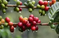 危地马拉2017年咖啡网上竞标结果揭晓