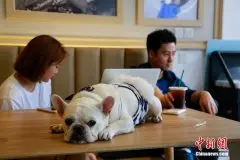 杭州有家宠物咖啡店 专为宠物开设