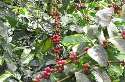 厄瓜多尔咖啡产区种植风味描述介绍