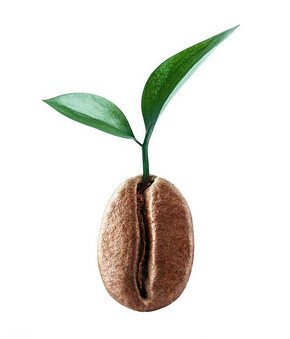 苏门答腊曼特宁咖啡产地介绍 曼特宁咖啡豆品种特点介绍
