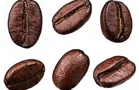 西达摩咖啡的特点以及风味气息描述