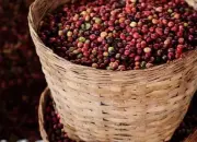 乞力马扎罗咖啡单品豆分级、价格、生豆及烘焙曲线