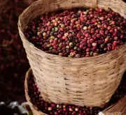 乞力马扎罗咖啡单品豆分级、价格、生豆及烘焙曲线