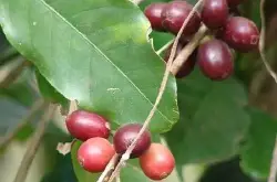 你想过气候变化对咖啡种植会有什么影响吗？