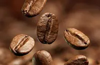 牙买加咖啡生产，牙买加咖啡产区种植