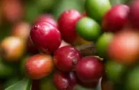 牙买加咖啡的主要出口份额