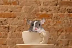 充满老鼠的咖啡馆，竟然这么多人光顾？