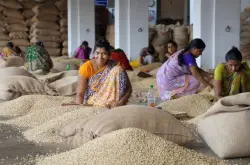印度咖啡豆季风风渍法