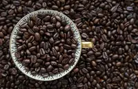 古巴水晶山咖最具代表性的咖啡品种