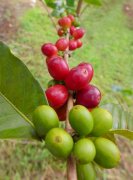 浅谈中美洲咖啡地域风味——因瑰夏而名满天下的巴拿马