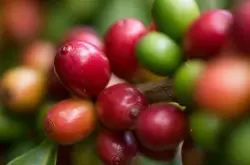 夏威夷.可纳咖啡豆的特性介绍