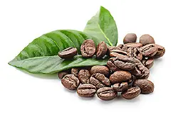 为什么选择在攀枝花种植咖啡？
