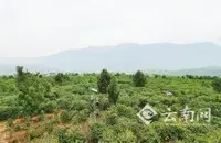 高黎贡山下的潞江坝—保山小粒咖啡的天堂