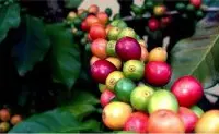 咖啡属植物遗传变异情况分析总结