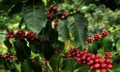 世界珍稀咖啡：埃塞俄比亚瑰夏咖啡（geisha）精品咖啡介绍
