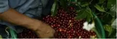 红樱桃计划日晒耶加雪菲阿勒特兰庄园口感风味描述香味特点介绍