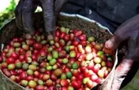 卢旺达咖啡评审日志﹕马铃薯味瑕疵