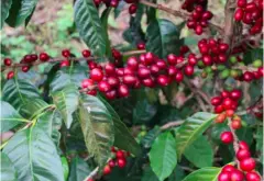 咖啡世界地图——巴拿马咖啡的崛起、种植环境与风味品种