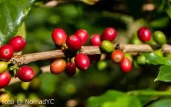细说台湾咖啡种植史：台湾咖啡如何在失落的20年后复兴？