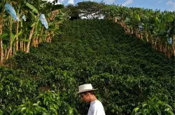 世界知名精品咖啡庄园拉米尼塔农庄西格里农庄杜兰农庄高品质咖啡