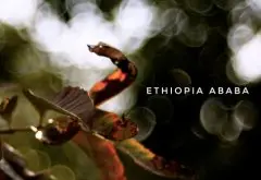 埃塞俄比亚 水洗 “阿巴巴”处理厂91.5分风味口感香气描述