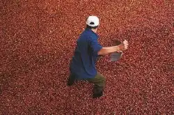 危地马拉圣佩罗庄园阿蒂特兰嘉慕白蜜处理卡杜拉保留20%果胶发酵
