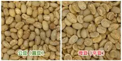咖啡豆的性别之谜：认识何谓“公豆”