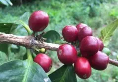 哥伦比亚贝拉维斯塔庄园上等微量批次咖啡风味口感香气描述