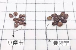 小摩卡--摩卡这个品种可说是咖啡界的珍珠瑰宝