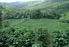 巴拿马-亚维萨庄园 水洗咖啡豆风味口感香气描述