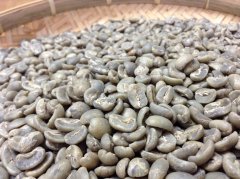 危地马拉 卡佩提络庄园 帕卡玛拉咖啡风味口感香气描述